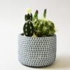 Artificial Cactus In Textured Blue And White Plant Pot