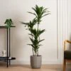 Artificial Real Touch Dracaena In Black Plant Pot