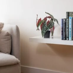 Artificial Real Touch Spotted Begonia Plant In Black Plant Pot