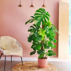 Swiss Cheese House Plant In Elho Pot