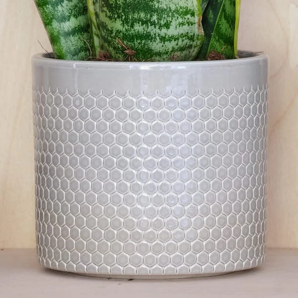 Snake House Plant In Capri Pot - Image 15