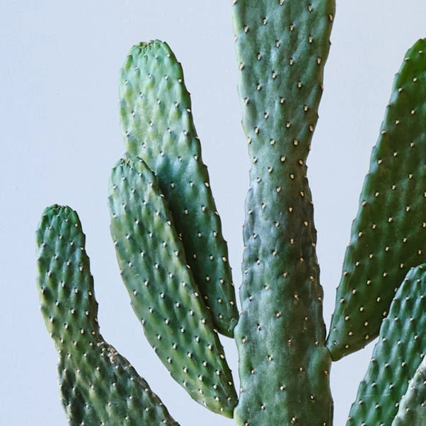 Cowboy Cactus House Plant - Image 2