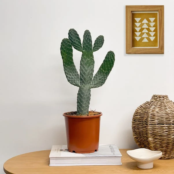 Cowboy Cactus House Plant - Image 4