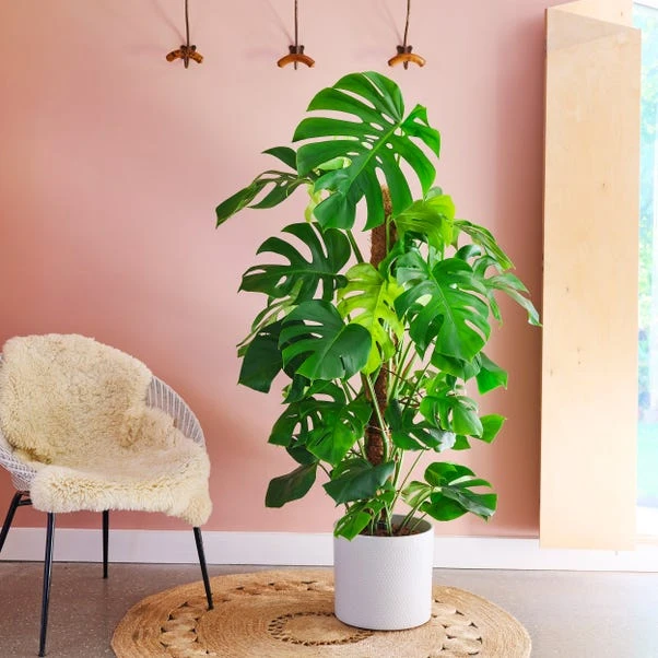 Swiss Cheese House Plant In Capri Pot - Image 6