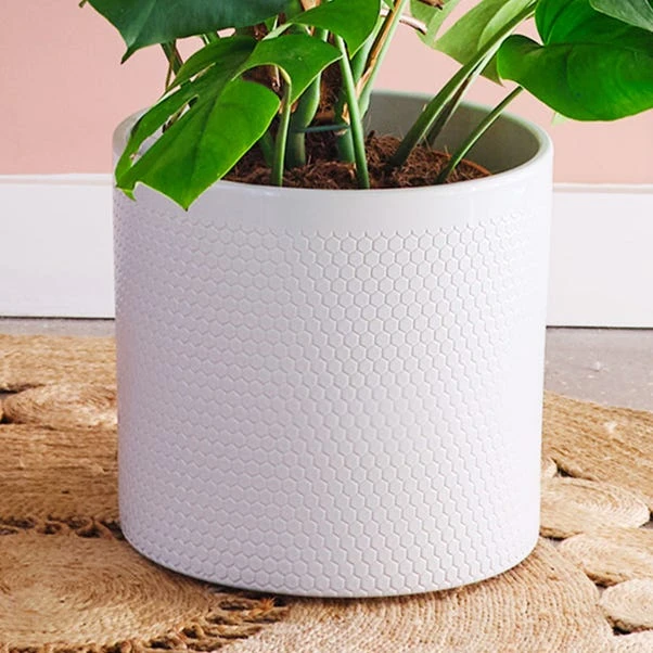 Swiss Cheese House Plant In Capri Pot - Image 8