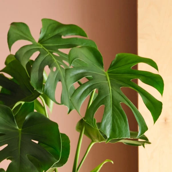 Swiss Cheese House Plant In Capri Pot - Image 2