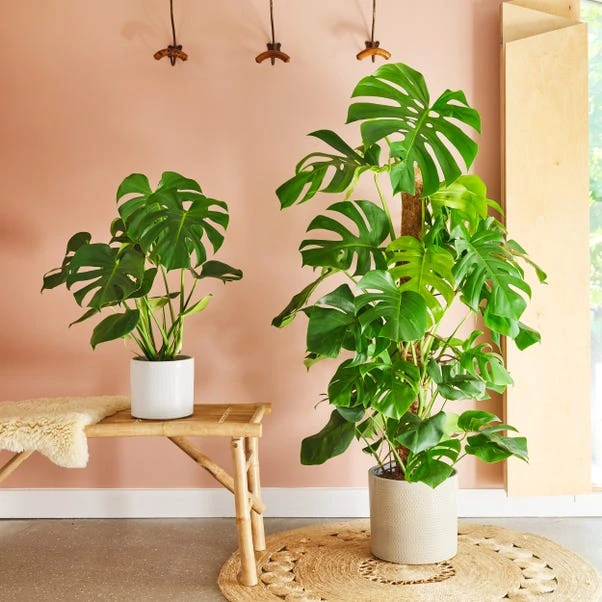 Swiss Cheese House Plant In Capri Pot - Image 4