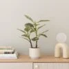 Artificial Varigated Rubber Plant In Ribbed Cream Ceramic Plant Pot