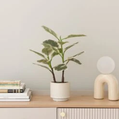 Artificial Varigated Rubber Plant In Ribbed Cream Ceramic Plant Pot