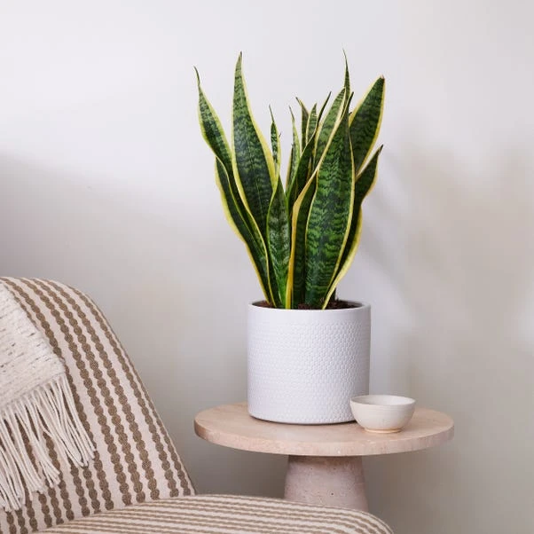 Snake House Plant In Capri Pot - Image 9
