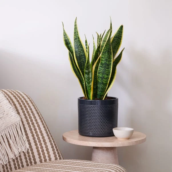 Snake House Plant In Capri Pot - Image 5
