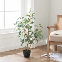 Seeding Eucalyptus Tree In Black Pot