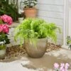 Artificial Fern In Ribbed Plant Pot