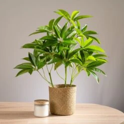 Artificial Umbrella Plant In White Plant Pot
