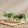 Set Of 2 Artificial Ferns In Ceramic Plant Pots