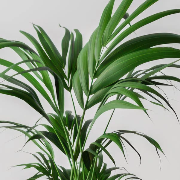 Kentia Palm House Plant In Elho Pot - Image 18