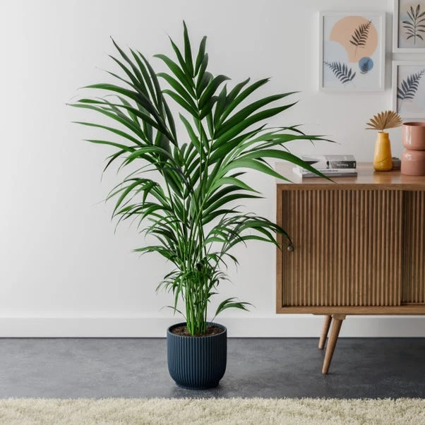 Kentia Palm House Plant In Elho Pot - Image 5