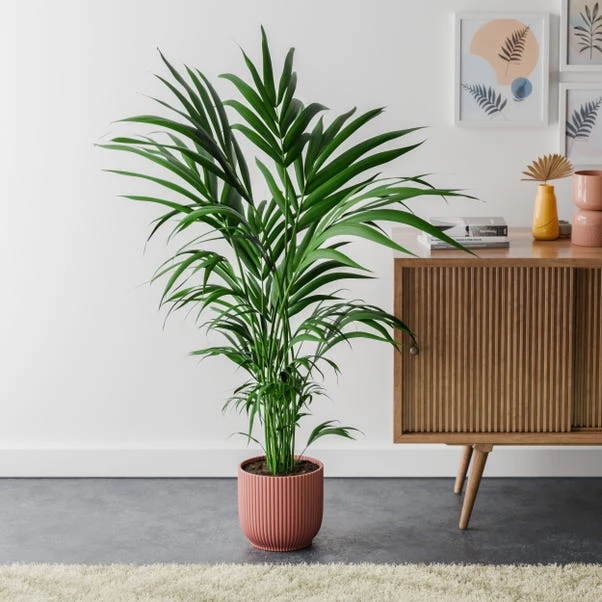 Kentia Palm House Plant In Elho Pot