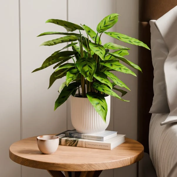 Calathea Leopardina House Plant In Elho Vibes Pot - Image 5