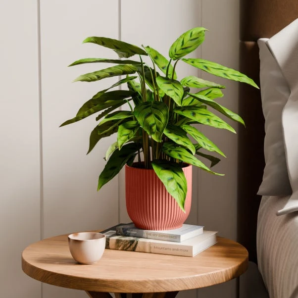 Calathea Leopardina House Plant In Elho Vibes Pot - Image 13