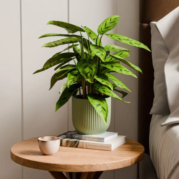 Calathea Leopardina House Plant In Elho Vibes Pot - Image 9