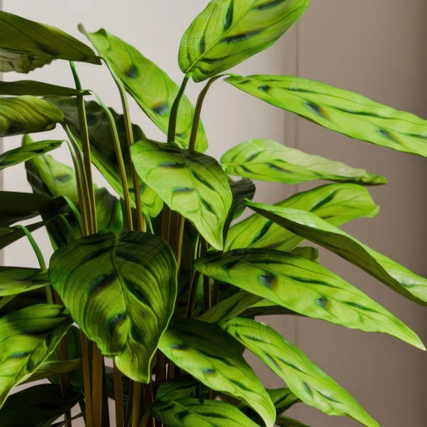 Calathea Leopardina House Plant In Elho Vibes Pot - Image 10