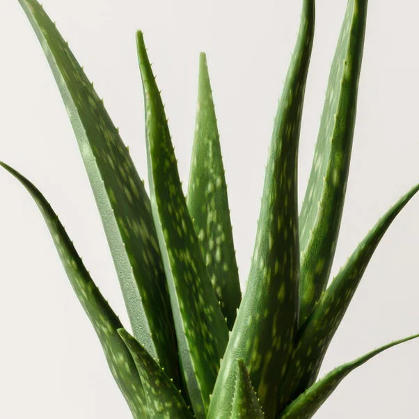 Aloe Vera House Plant In Elho Vibes Pot - Image 6