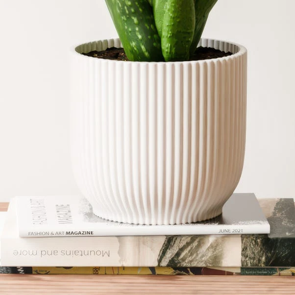 Aloe Vera House Plant In Elho Vibes Pot - Image 7