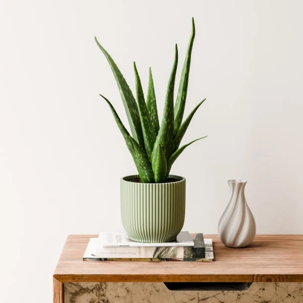 Aloe Vera House Plant In Elho Vibes Pot - Image 9