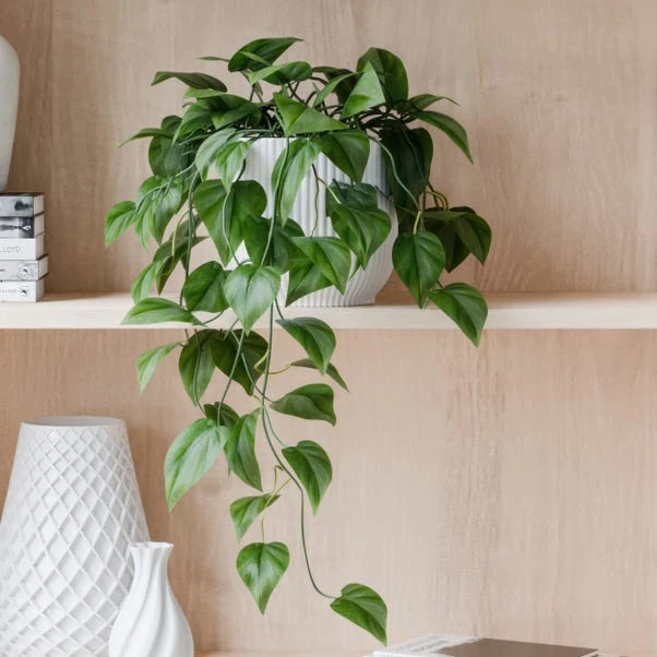 Trailing Philodendron Scandens House Plant In Elho Pot - Image 17