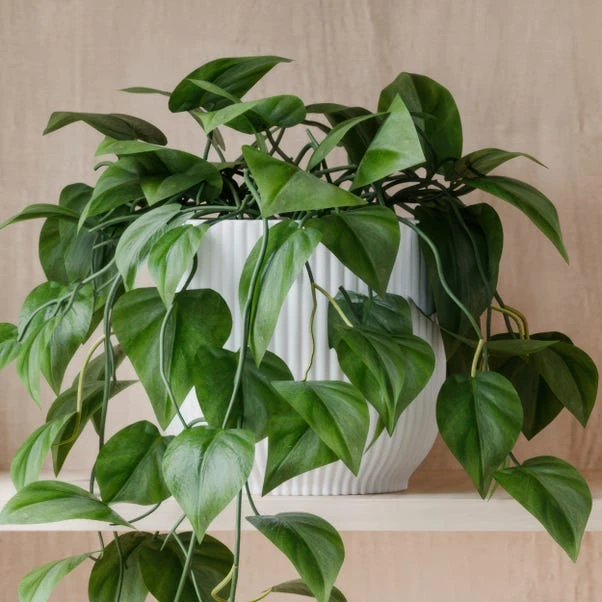 Trailing Philodendron Scandens House Plant In Elho Pot - Image 19