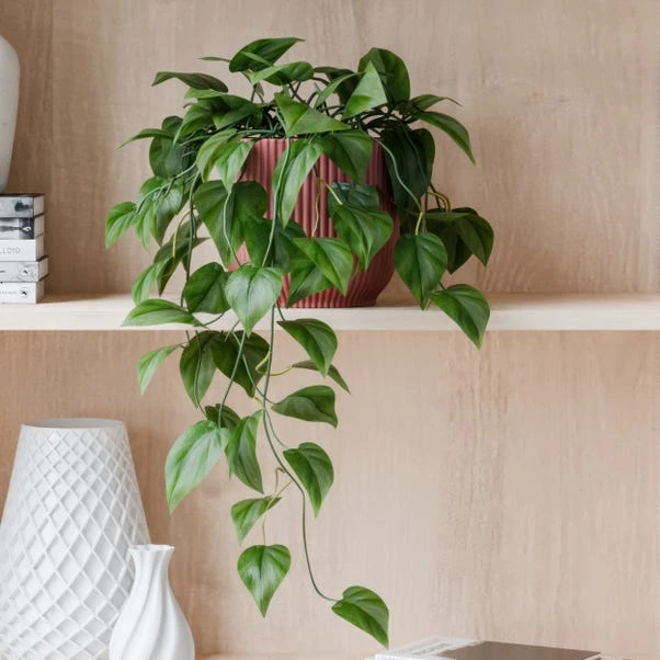 Trailing Philodendron Scandens House Plant In Elho Pot - Image 9