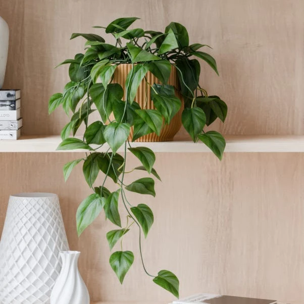 Trailing Philodendron Scandens House Plant In Elho Pot - Image 5