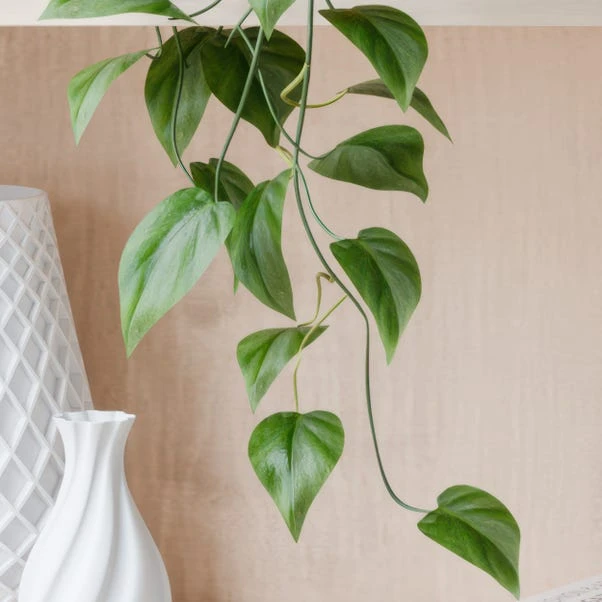 Trailing Philodendron Scandens House Plant In Elho Pot - Image 6