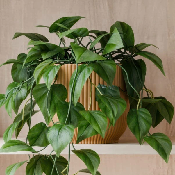 Trailing Philodendron Scandens House Plant In Elho Pot - Image 7