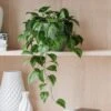 Trailing Philodendron Scandens House Plant In Elho Pot