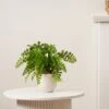 Artificial Fern In Speckled Ceramic Plant Pot